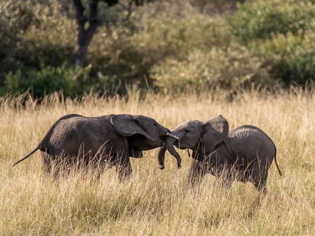 Elephant research, Wildlife conflict mitigation