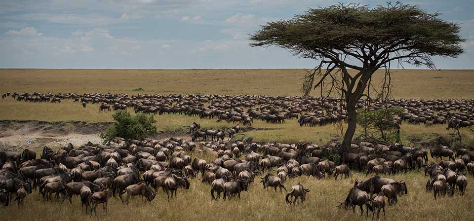 A massive animal migration is still happening in the Maasai Mara