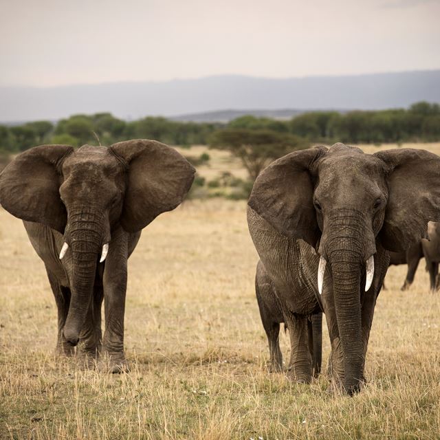 13. Olakira Migration Camp Elephants